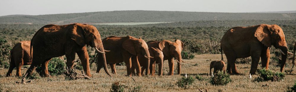 Parents and children using Africa travel safety apps 2026