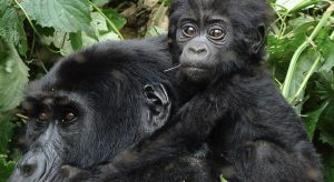 Uganda travel safety essential risk awareness