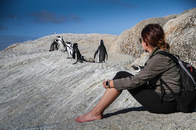 penguins, nature, south africa, cape town, travel nature, africa, ocean, beach, tourism, adventure, tourist, scenic, outdoor, holiday