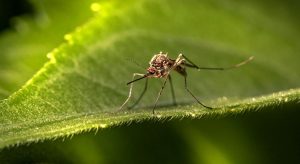 Malaria Risk in Kenya for Travellers