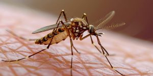 Malaria Risk in South Africa