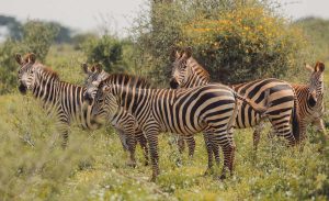 Tanzania travel advice