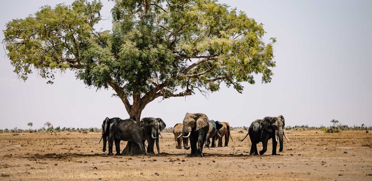 Is Zimbabwe safe for safari travel