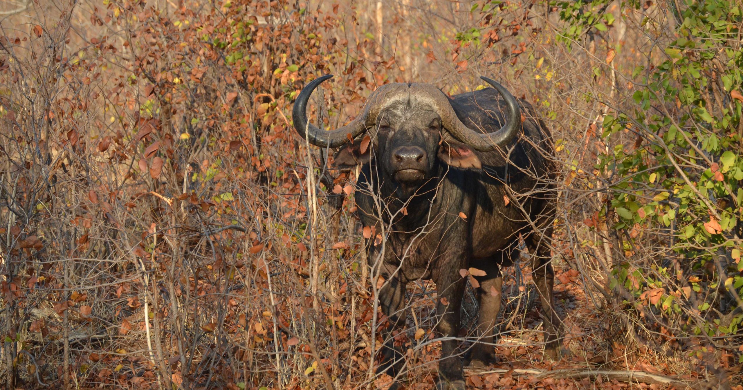 Zimbabwe safari