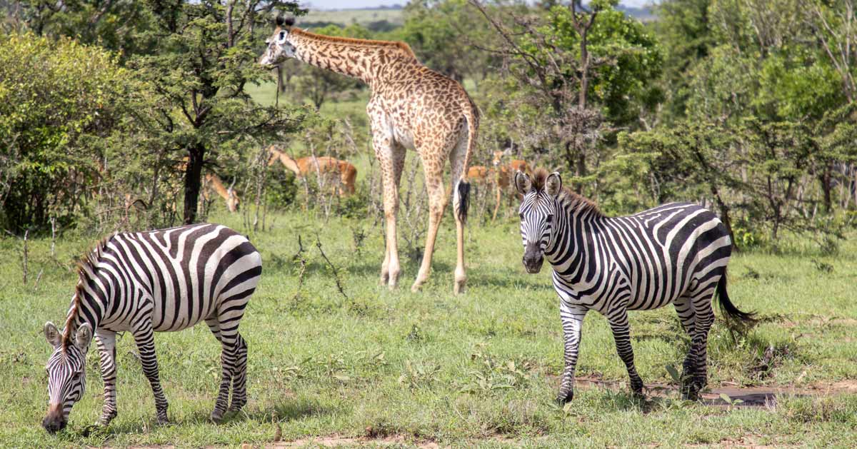 Kenya Safari vs City Safety