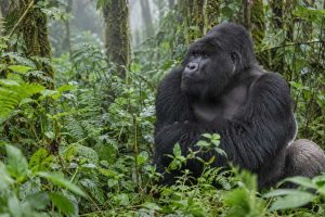 Mountain gorilla sitting among ferns and dense green vegetation in a misty forest